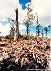 Logged. South East Forests, NSW, 1995.