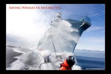 6x4_Saving Whales In Antarctica_©&nbsp;Glenn_Lockitch