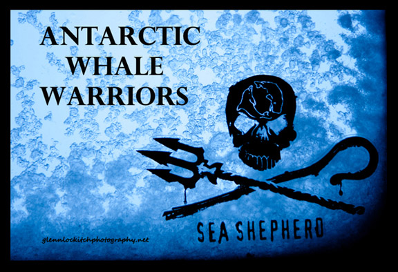 Click for Antarctic Whale Warriors