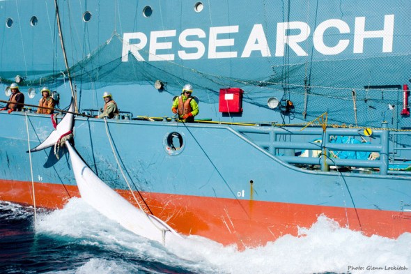 Antarctic Whale Warriors_6